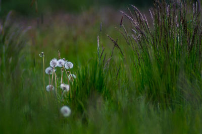 Close-up of flower growing in grass