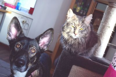 Close-up portrait of cat at home