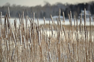 Close-up of plants on field