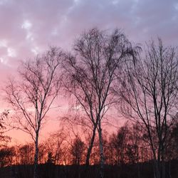 Silhouette bare trees against sky at sunset