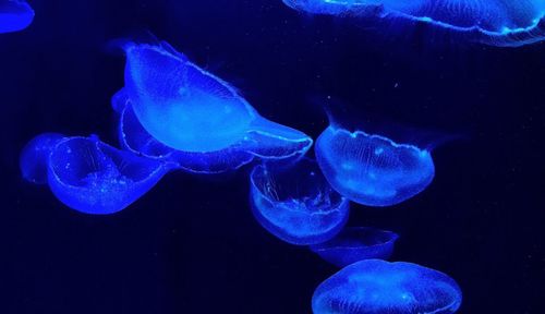 Close-up of jellyfish swimming in water