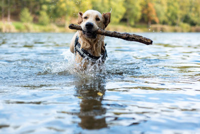 Dog running in water