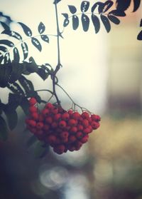 Close-up of berries on tree against sky