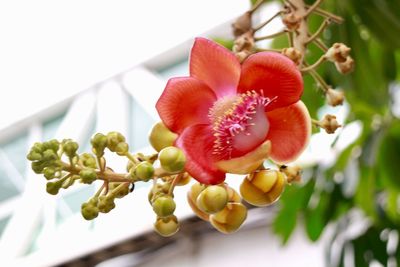 Close-up of fruits on tree