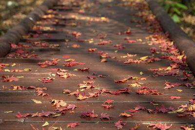 High angle view of maple leaves on road