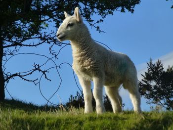 Low angle view of sheep on field