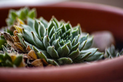 Close-up of succulent potted plant