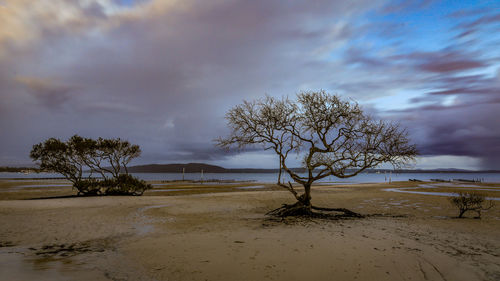 Bare tree on shore against sky