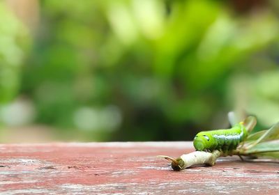 Close-up of lizard on table