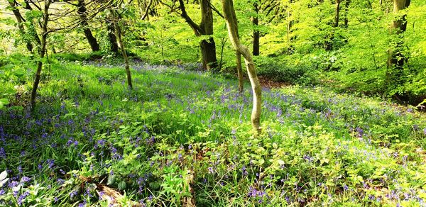 Plants growing on land