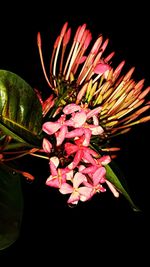 Close-up of pink flower against black background