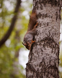 Close-up of squirrel on tree trunk