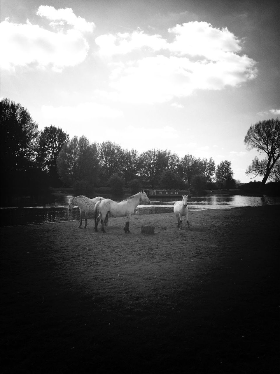 animal themes, tree, sky, horse, livestock, wildlife, animals in the wild, domestic animals, medium group of animals, field, mammal, grazing, nature, cloud - sky, bird, grass, landscape, two animals, herbivorous