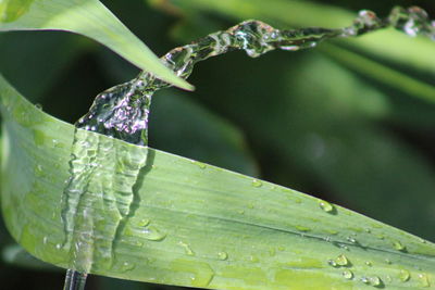 Close-up of wet leaf