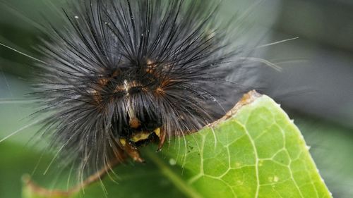 Close-up of insect on leaf