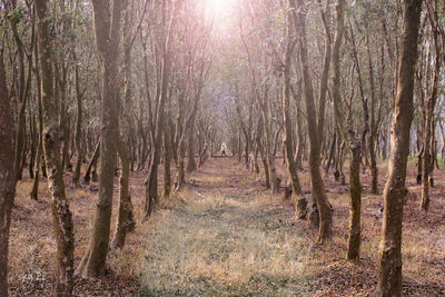 Trees in forest