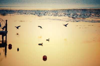 View of seagulls on beach at sunset