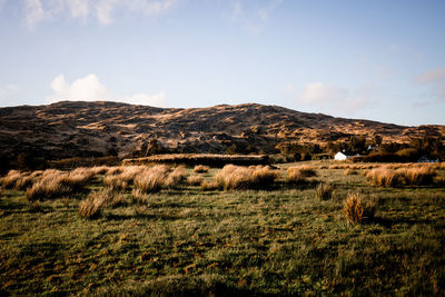 Scenic view of field against sky