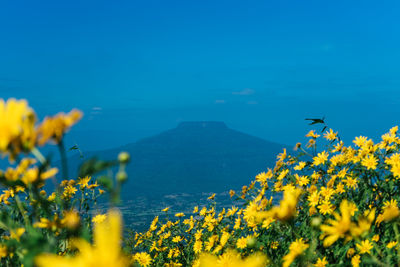 Scenic view of blue and yellow flowers against sky