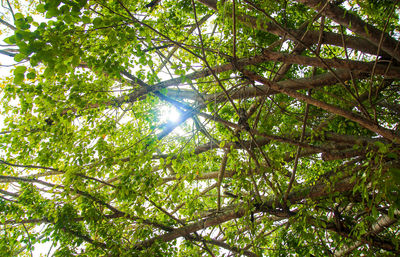 Low angle view of trees in forest against sky