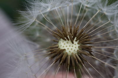 Close-up of dandelion against blurred background