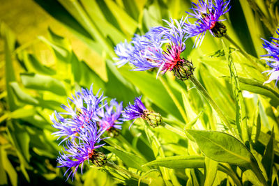 Close-up of bee pollinating on purple flower