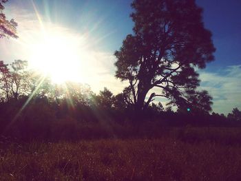 Silhouette trees on field against bright sun