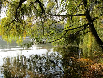 Trees by lake in forest against sky