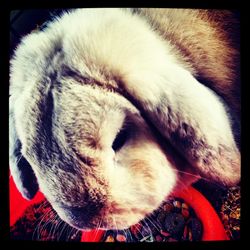 domestic animals