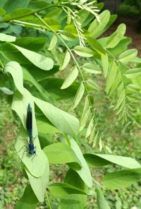 Close-up of insect on plant