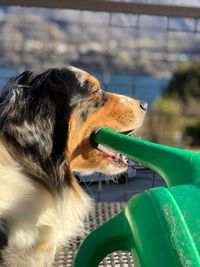 Close-up of a dog looking away