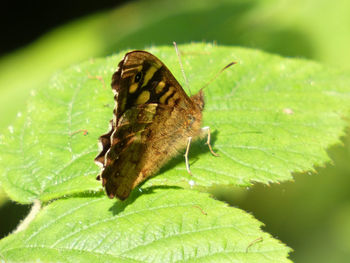 Close-up of butterfly on leaf