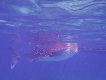 Close-up of jellyfish in sea against blue sky