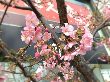 Close-up of pink flowers on branch