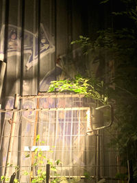 Plants seen through glass window