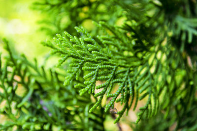 Close-up of green leaves on pine tree