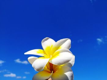 Close-up of white flower against blue sky