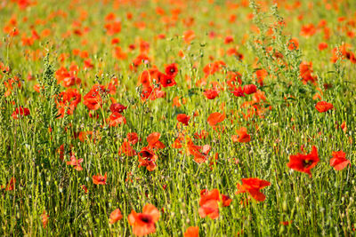 Red poppies on field