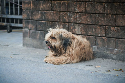 Dog looking away on street