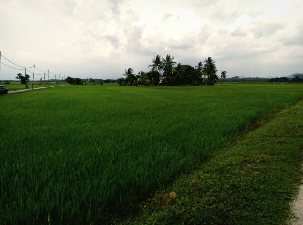 grass, field, sky, landscape, green color, tranquility, tranquil scene, growth, grassy, rural scene, cloud - sky, agriculture, nature, scenics, beauty in nature, tree, farm, cloudy, cloud, day