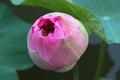 Close-up of pink flower