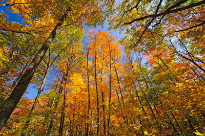 Low angle view of autumnal trees