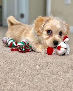 Close-up portrait of puppy