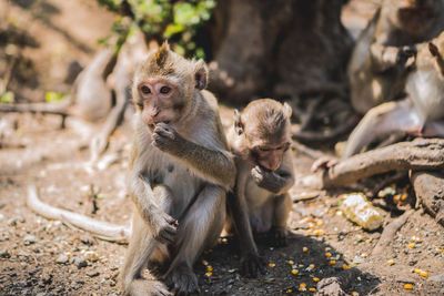 Monkey sitting outdoors