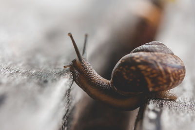 Close-up of snail