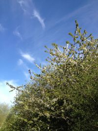 Low angle view of tree against sky