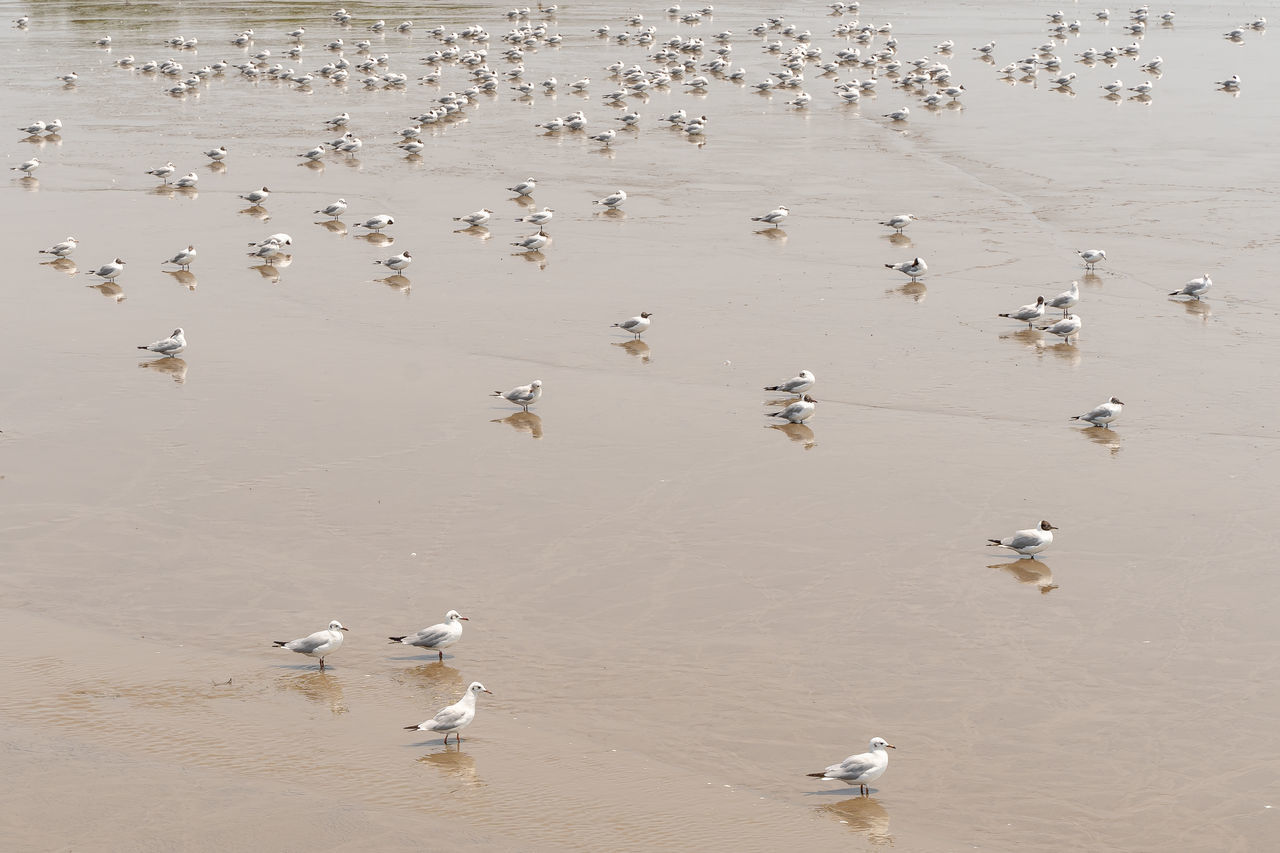 HIGH ANGLE VIEW OF SEAGULLS ON SEA SHORE