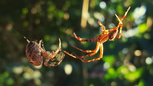 Close-up of spider web on plant