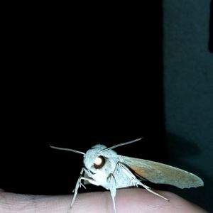 Close-up of insect on black background