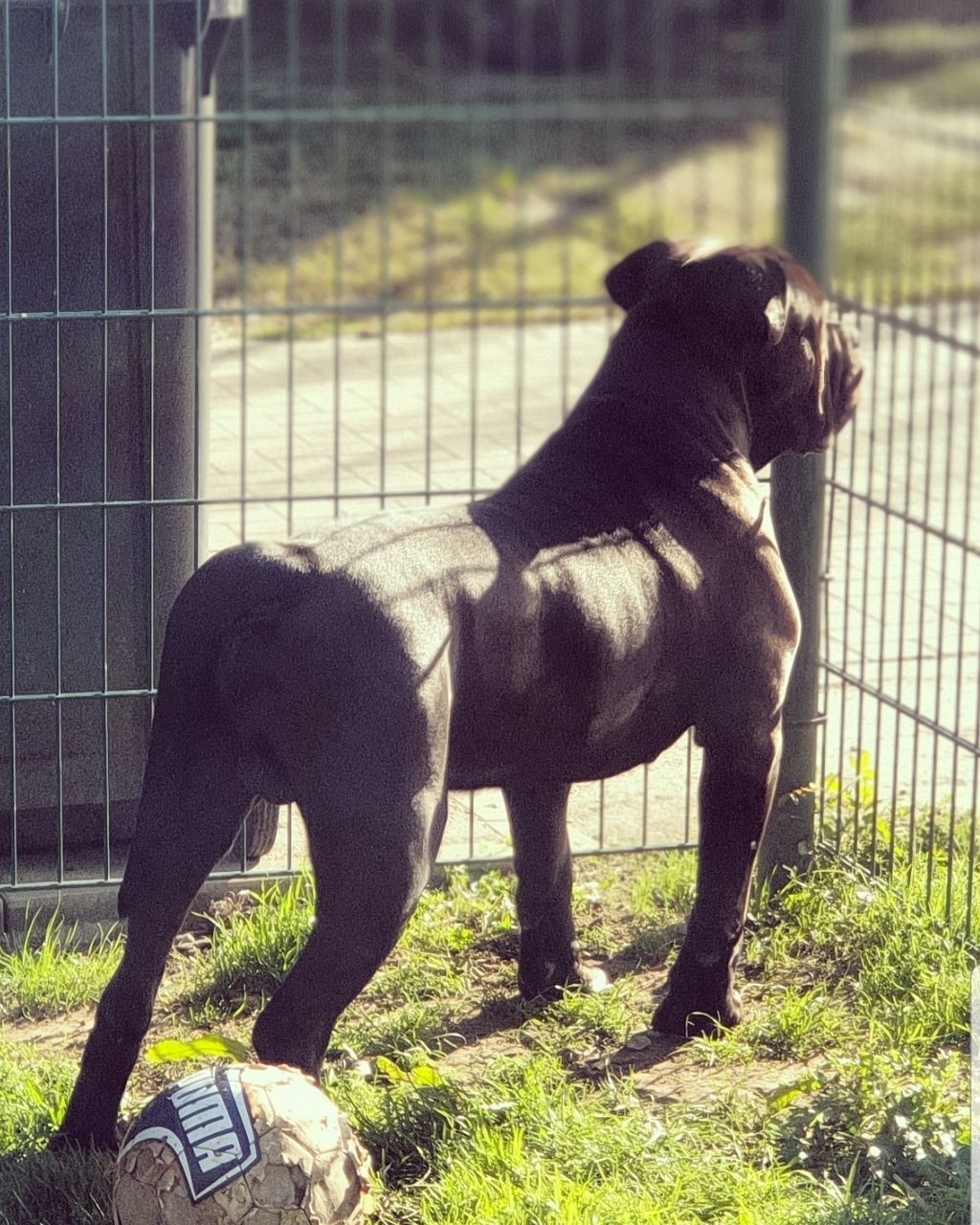 mammal, animal, animal themes, pets, domestic animals, domestic, one animal, vertebrate, dog, canine, nature, day, no people, grass, field, fence, sunlight, barrier, plant, black color